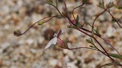 Nemacladus breviflorus
