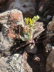 Dudleya verityi