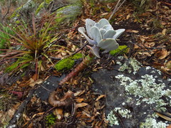 Gibbiflorae