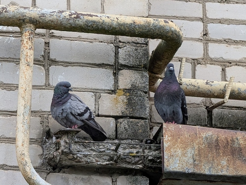 Feral Pigeon