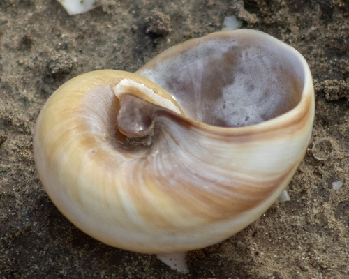 Hypterita helicoides observed 2026-07-10