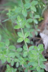 Galium pilosum