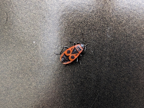 European Firebug