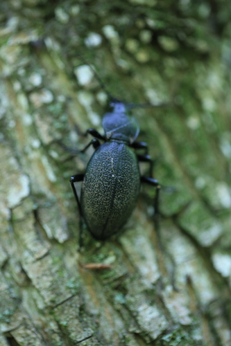 Leather Beetle