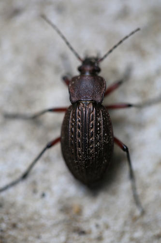 Carabus cancellatus