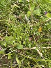 Bothriospermum zeylanicum