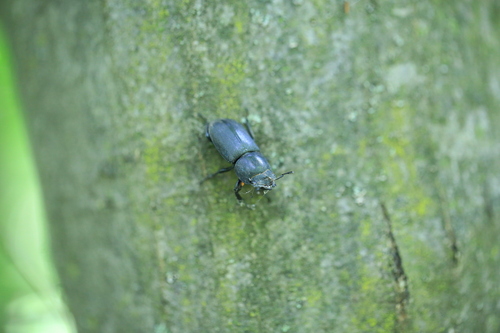 Lesser Stag Beetle