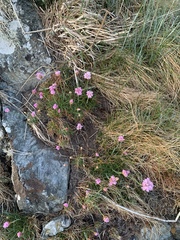 Armeria maritima maritima