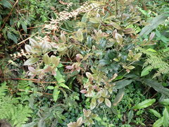 Symplocos macrostroma