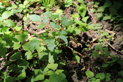 Speckled Wood