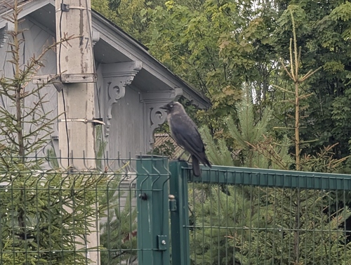 Eurasian Jackdaw