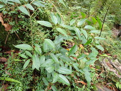 Smilax lanceifolia