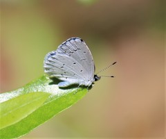 Celastrina idella