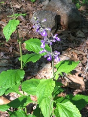 Salvia urticifolia