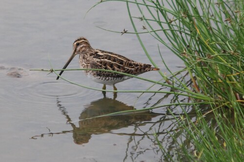 iNaturalist image