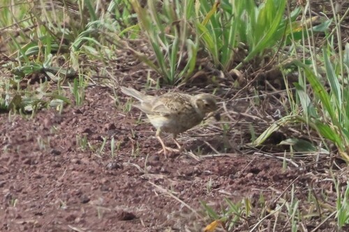 Alauda arvensis observed 2026-07-06