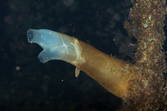 Sea Vase photo 1