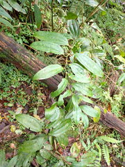 Smilax lanceifolia