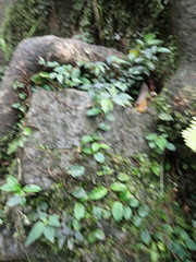 Hydrangea viburnoides