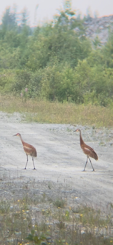 Sandhill Crane