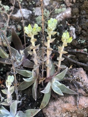 Dudleya verityi