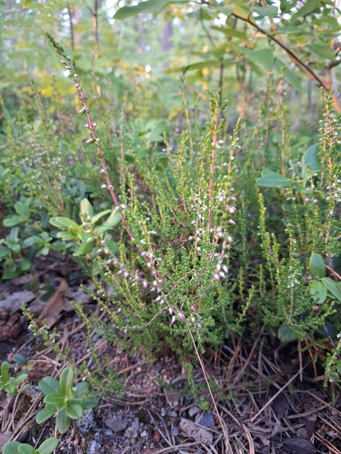 common heather