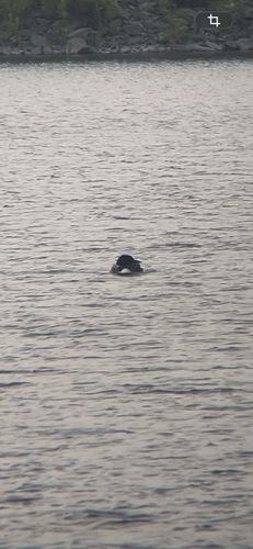 Common Loon