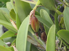 Guarianthe