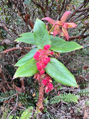 Gaultheria erecta, photograph author not stated, no rights reserved