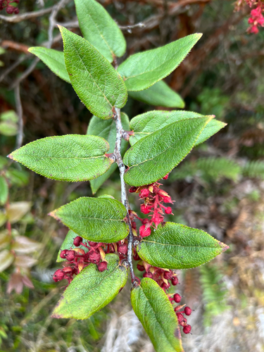Gaultheria erecta, photograph 1