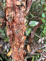 Gaultheria erecta, photograph author not stated, no rights reserved