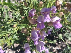 Penstemon grinnellii, photograph author not stated, no rights reserved