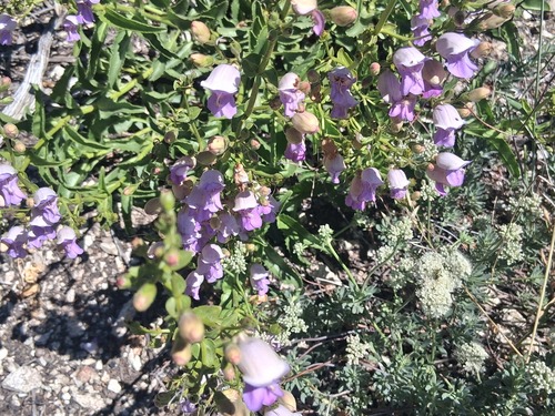 Penstemon grinnellii, photograph 3