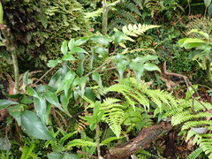 Castanopsis carlesii