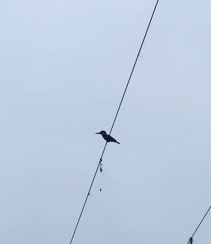 iNaturalist image