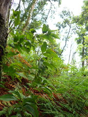 Smilax lanceifolia