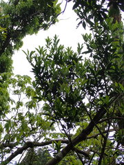 Myrsine seguinii