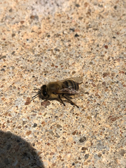 Apis mellifera