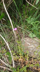 Petrorhagia prolifera