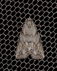 Calathusa basicunea