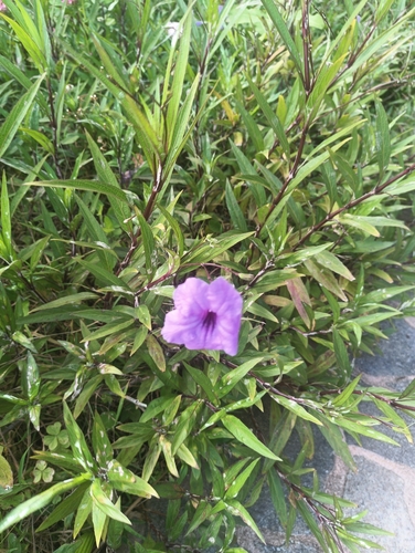 Ruellia simplex, 2026-07-14