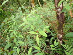 Callicarpa randaiensis