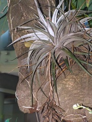 Tillandsia didisticha