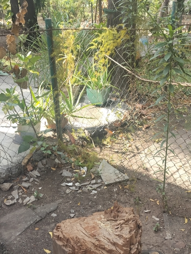 Bengal Monitor