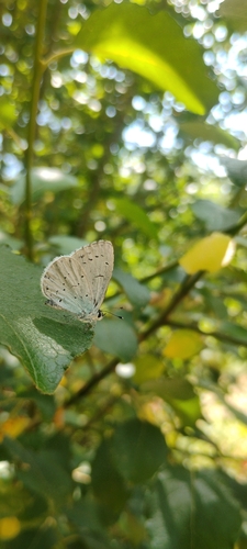 Holly Blue