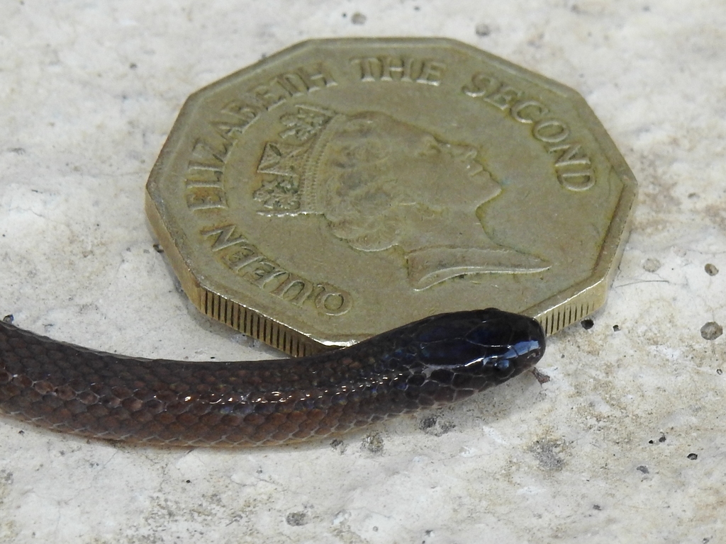 Linton's Dwarf Short-Tail Snake