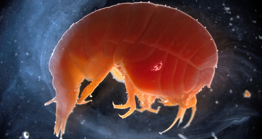 Stegocephalus similis