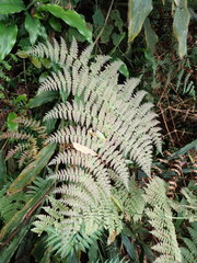 Dryopteris paleolata