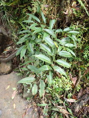 Smilax lanceifolia