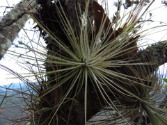 Tillandsia plumosa